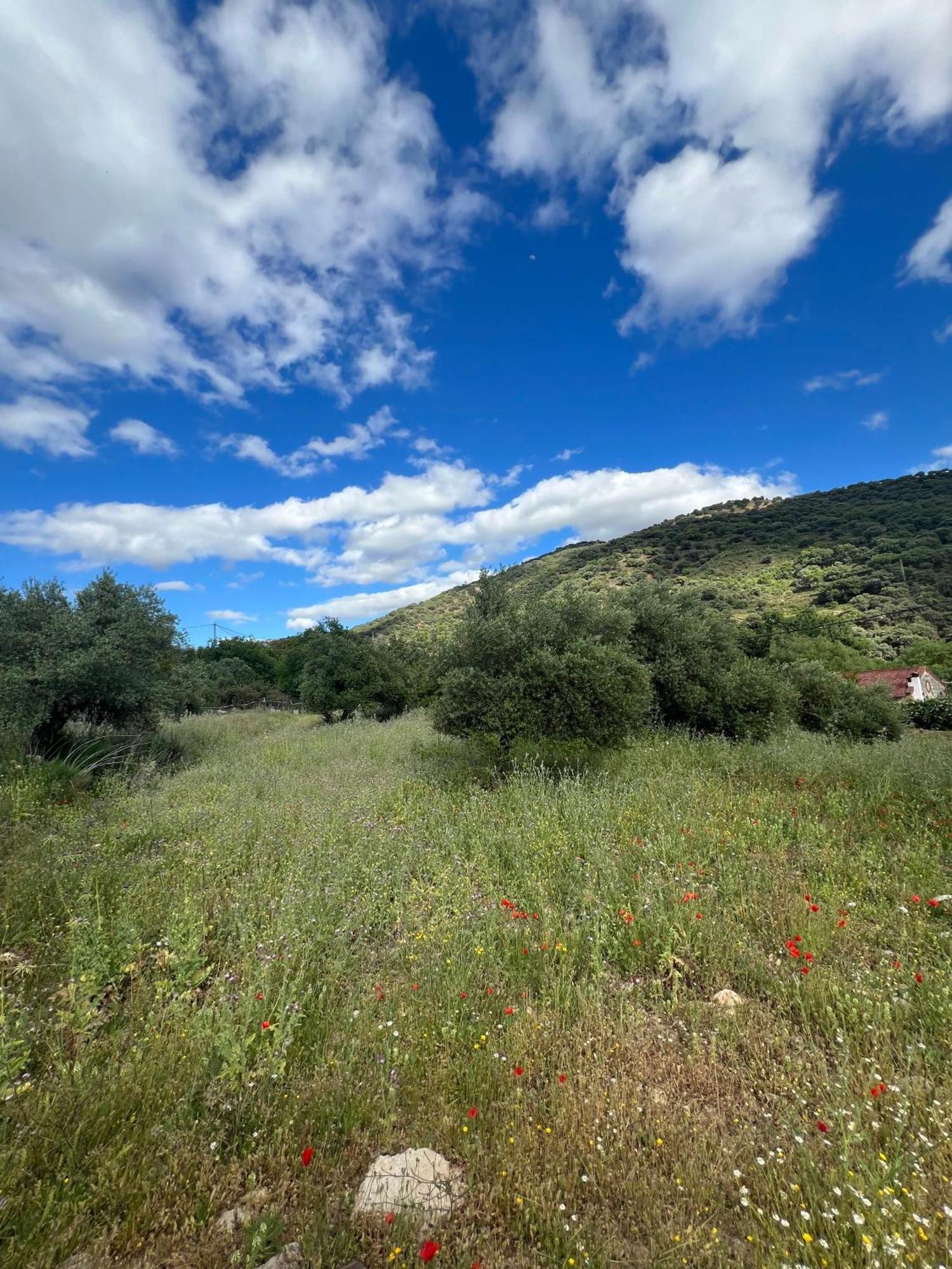 Casa Rural Las Rosas De Benaoján Eksteriør billede