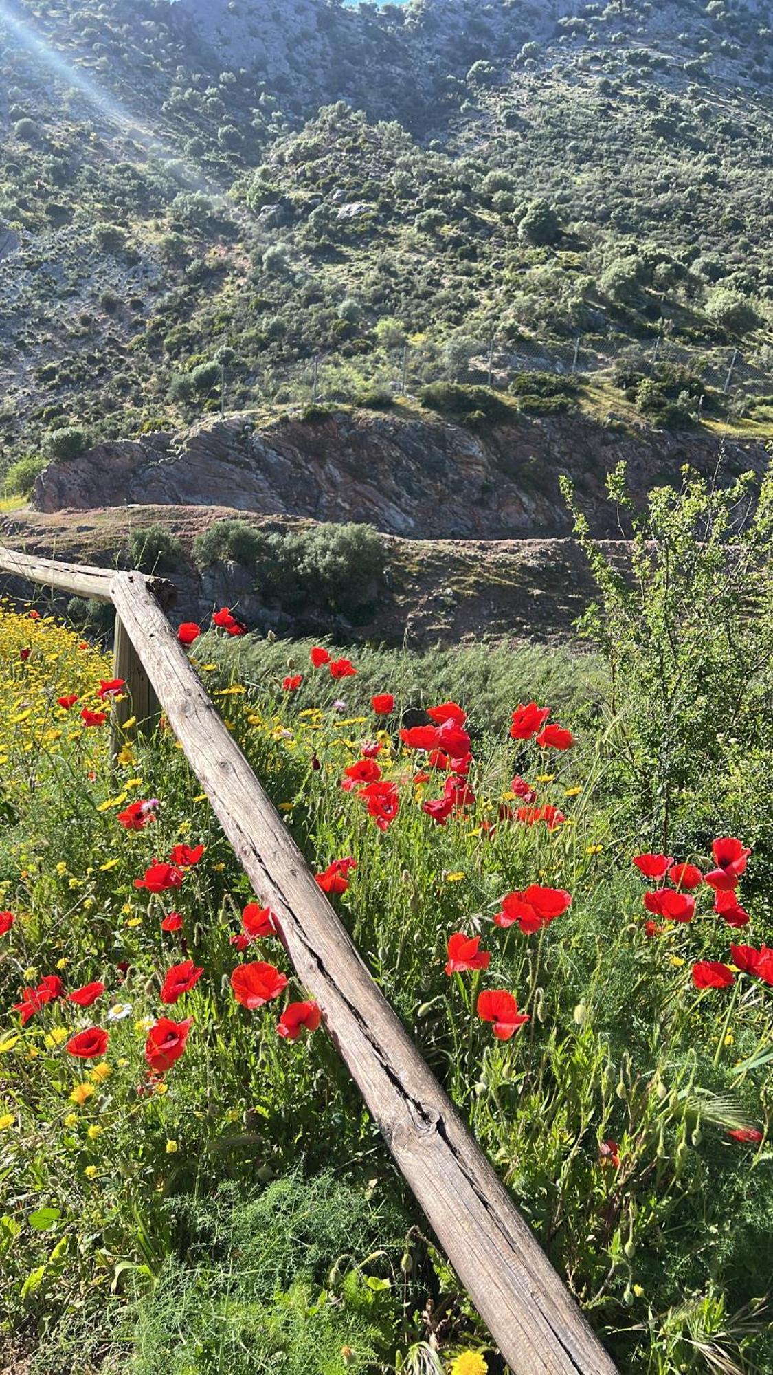 Casa Rural Las Rosas De Benaoján Eksteriør billede